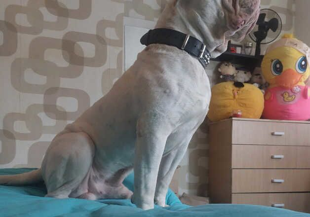 American bulldog for sale in Birmingham, West Midlands - Image 3