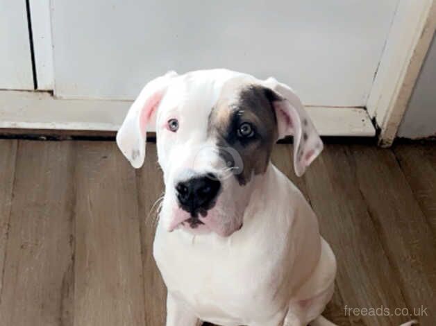 American bulldog for sale in Bridlington, East Riding of Yorkshire