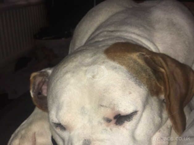 American bulldog for sale in Blackburn, Moray