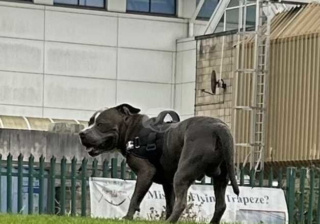 American Bulldogs for sale in Cheltenham, Gloucestershire