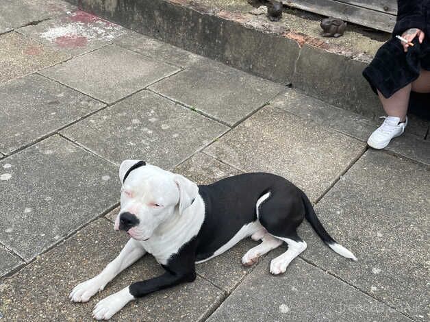 American bulldog for sale in Coventry, West Midlands - Image 1