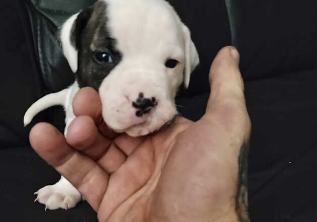 American bulldog for sale in Dumbarton, West Dunbartonshire