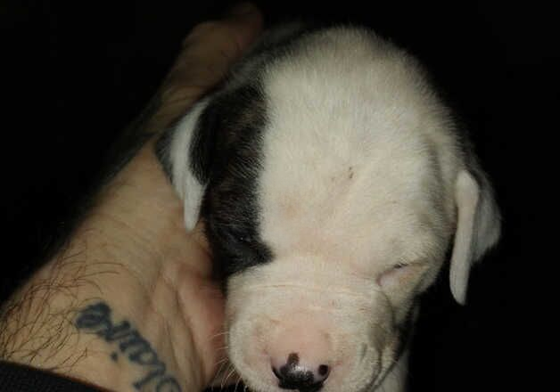 American bulldog for sale in Dumbarton, West Dunbartonshire - Image 2