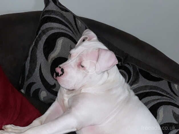 American Bulldog for sale in Dungannon - Image 3