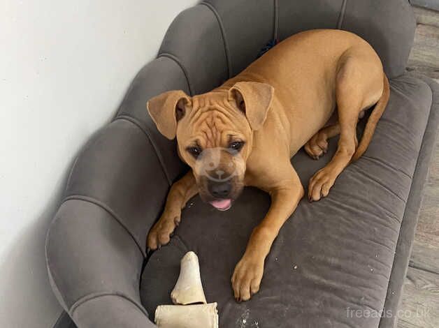 American bulldog for sale in Hyde, Greater Manchester - Image 1