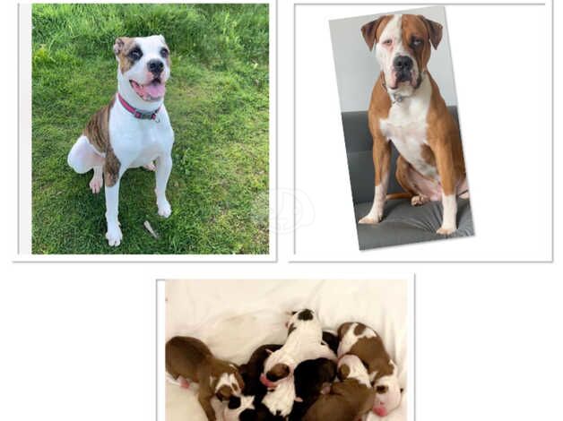 American bulldog for sale in Irvine, North Ayrshire - Image 2