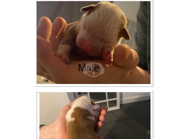 American bulldog for sale in Irvine, North Ayrshire - Image 3