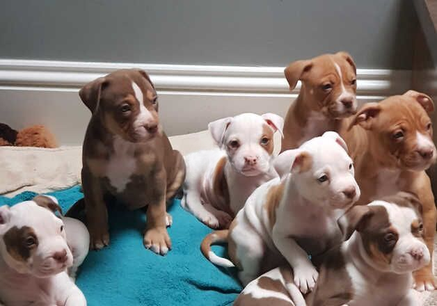 American Bulldog for sale in Lewisham, Lewisham, Greater London