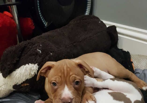 American Bulldog for sale in Lewisham, Lewisham, Greater London - Image 2