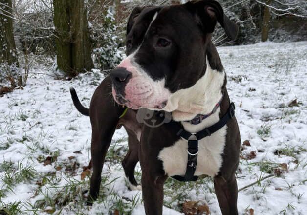 American bulldog for sale in Liverpool, Merseyside - Image 3