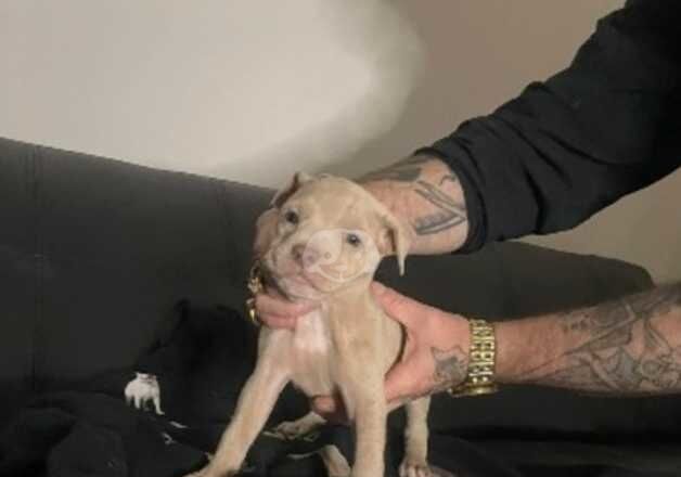 American bulldog for sale in Mansfield, Nottinghamshire