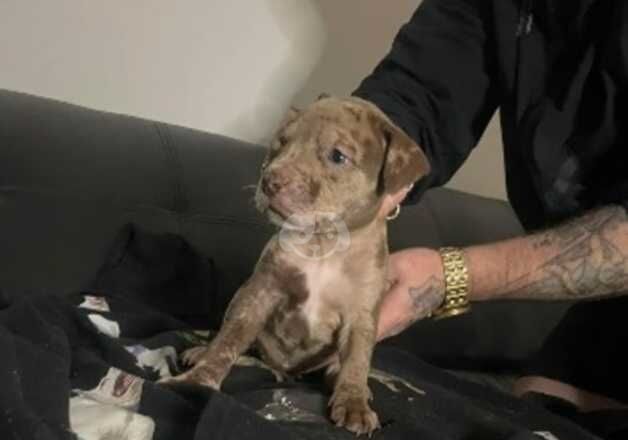 American bulldog for sale in Mansfield, Nottinghamshire - Image 2