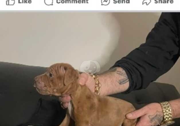 American bulldog for sale in Mansfield, Nottinghamshire - Image 3