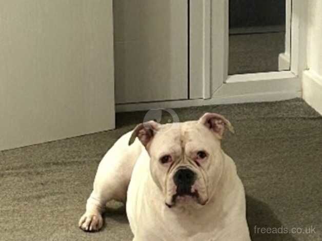 American bulldog for sale in Market Harborough, Leicestershire