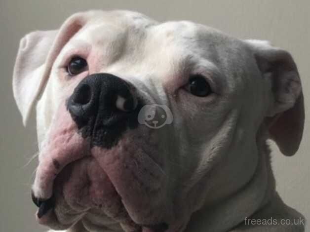 American bulldog for sale in Purfleet, Kent - Image 1