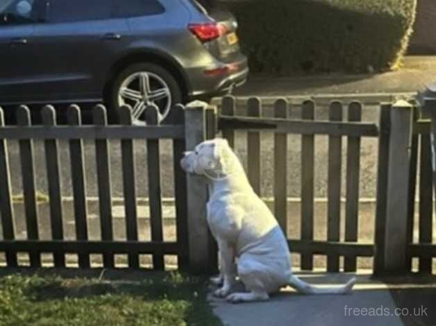 American bulldog for sale in Purfleet, Kent - Image 2