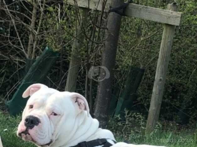 American bulldog for sale in Purfleet, Kent