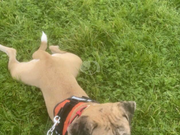 American bulldog for sale in Shrewsbury, Shropshire - Image 1