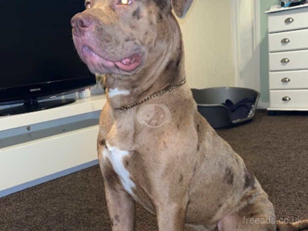 American Bulldog for sale in Wolverhampton, West Midlands - Image 2