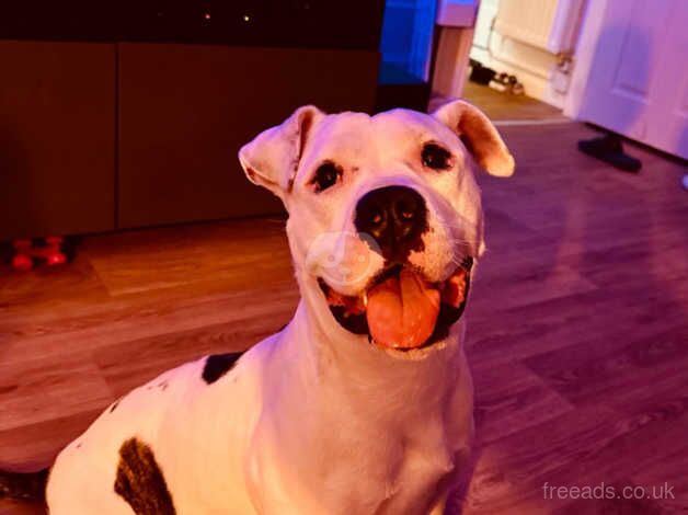 American bulldog looking for a new forever home for sale in Barnet, Barnet, Greater London