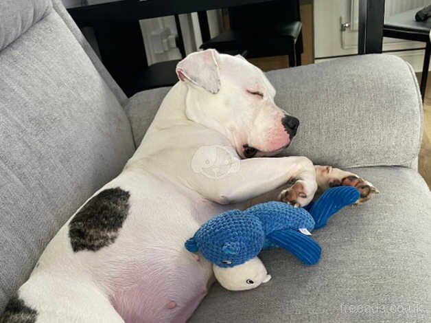 American bulldog looking for a new forever home for sale in Barnet, Barnet, Greater London - Image 3