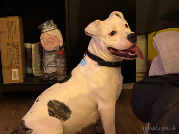 American bulldog looking for a new forever home for sale in Barnet, Barnet, Greater London - Image 4