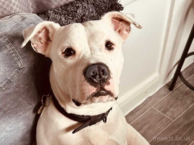 American bulldog looking for a new forever home for sale in Barnet, Barnet, Greater London - Image 5