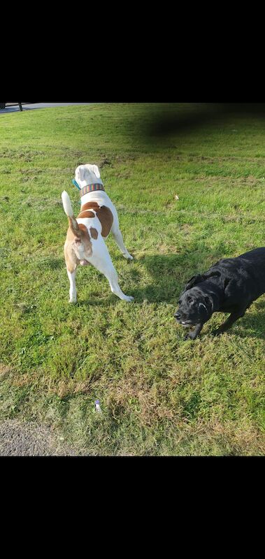 American bulldog looking for forever home for sale in Dundee City - Image 3