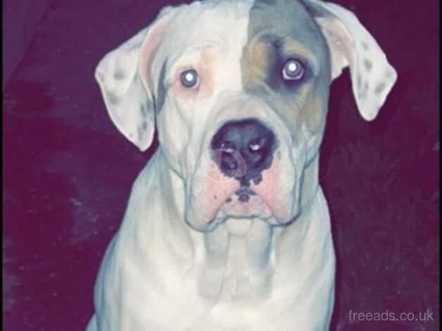 American Bulldog (Male) for sale in Bridlington, East Riding of Yorkshire