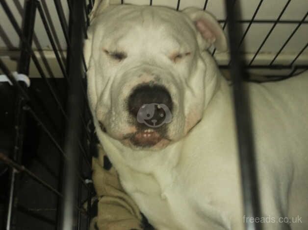 American Bulldog Male for sale in Swindon, Staffordshire