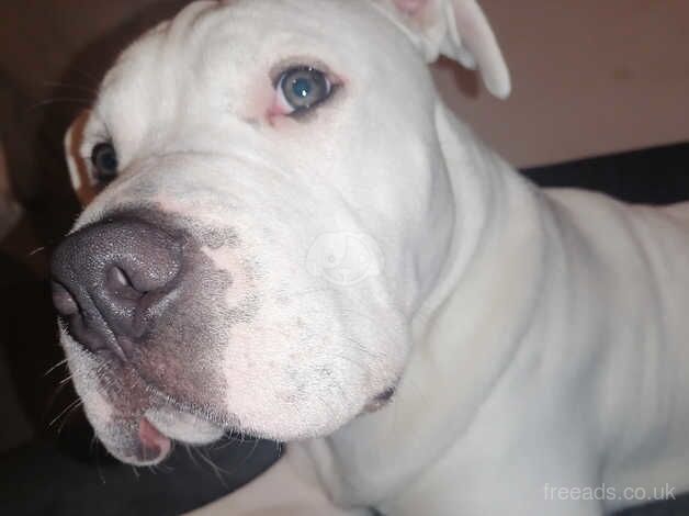 American Bulldog Male for sale in Swindon, Staffordshire - Image 2