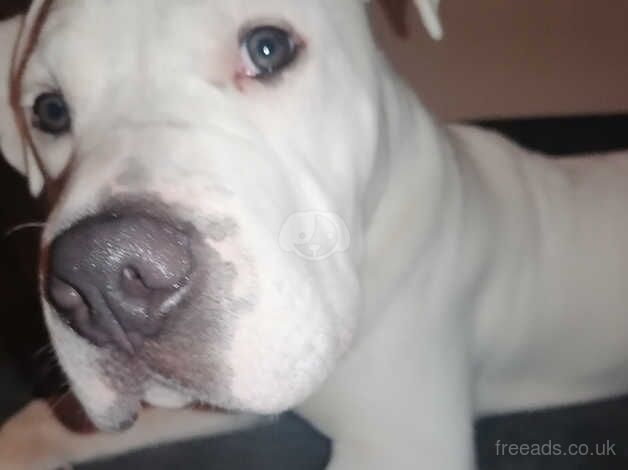 American Bulldog Male for sale in Swindon, Staffordshire - Image 3