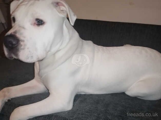 American Bulldog Male for sale in Swindon, Staffordshire - Image 4