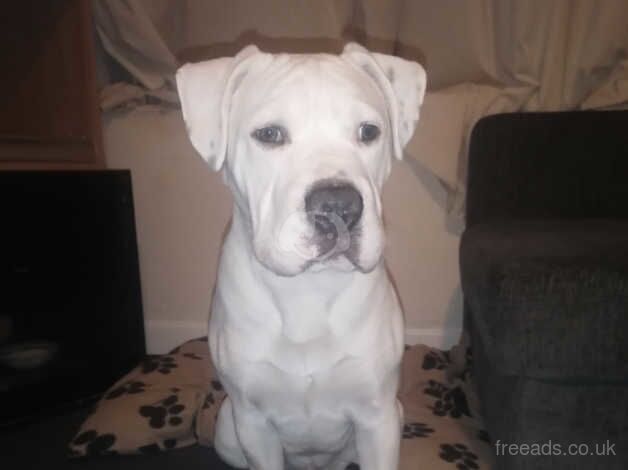 American Bulldog Male for sale in Swindon, Staffordshire - Image 5