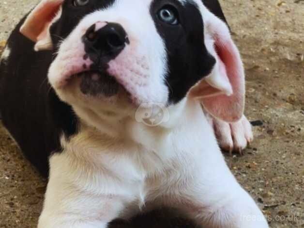 American bulldog (Not XL'S) for sale in Croydon, Croydon, Greater London - Image 2