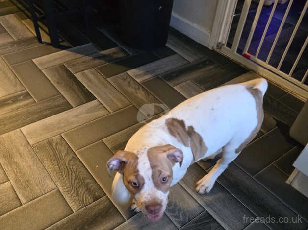 American bulldog pup for sale in Spennymoor, County Durham - Image 2