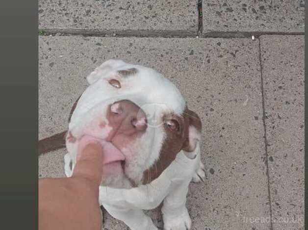 American bulldog pup for sale in Wolverhampton, West Midlands - Image 1