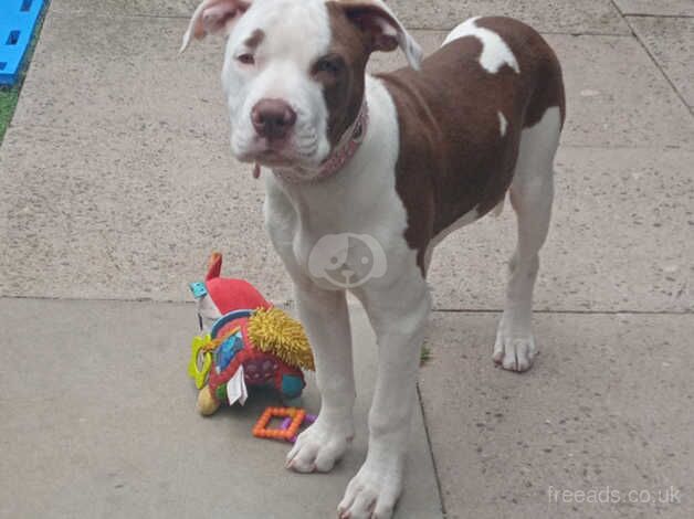 American bulldog pup for sale in Wolverhampton, West Midlands - Image 2