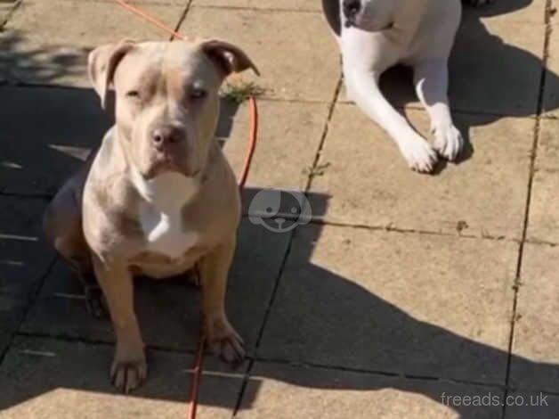 American bulldog puppies females for sale in Lambeth, Lambeth, Greater London