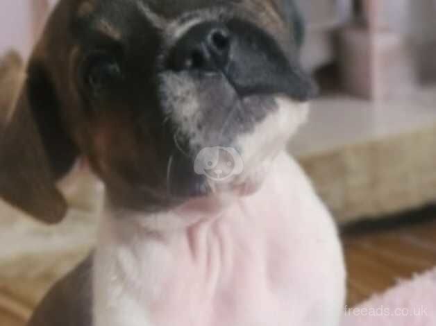 American bulldog puppies for sale. Chipped and first vaccine. for sale in Hamilton, South Lanarkshire - Image 1