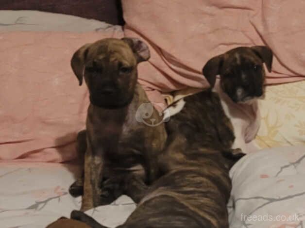 American bulldog puppies for sale. Chipped and first vaccine. for sale in Hamilton, South Lanarkshire - Image 3