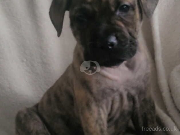 American bulldog puppies for sale. Chipped and first vaccine. for sale in Hamilton, South Lanarkshire - Image 4