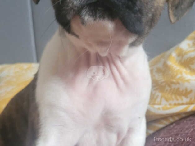 American bulldog puppies for sale. Chipped and first vaccine. for sale in Hamilton, South Lanarkshire - Image 5