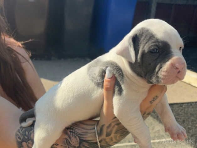 American bulldog puppies for sale in Ballycastle, Moyle - Image 1