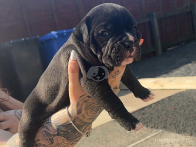 American bulldog puppies for sale in Ballycastle, Moyle - Image 2