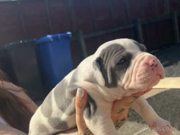 American bulldog puppies for sale in Ballycastle, Moyle - Image 3