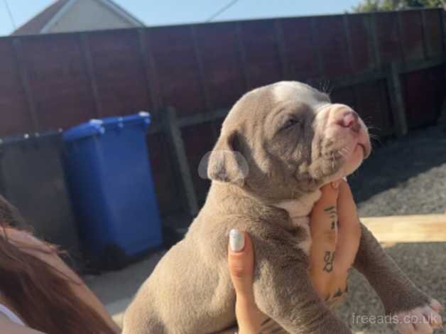 American bulldog puppies for sale in Ballycastle, Moyle - Image 4