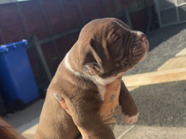 American bulldog puppies for sale in Ballycastle, Moyle - Image 5