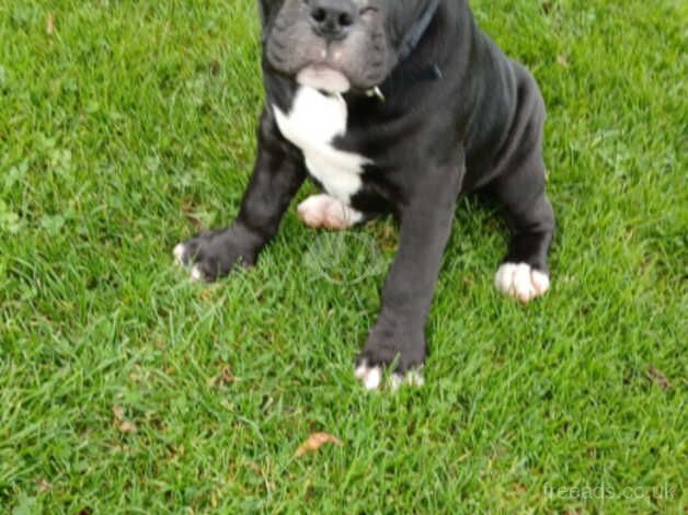 American bulldog puppies for sale in Ballymena, Ballymena