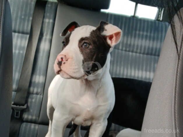 American Bulldogs for sale in Ballymena, Ballymena